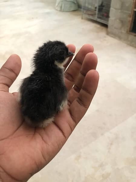 australorp chicks for sell 2