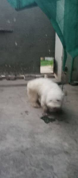 dog male