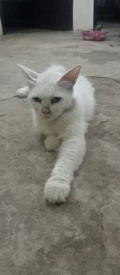 Persian female cat