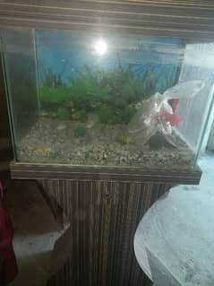 fish Aquarium