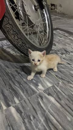 3 Persian kitten dol face blue eyes triple cotted contact on whatsapp