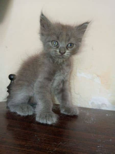 Male kitten(TOM)  for sale 0