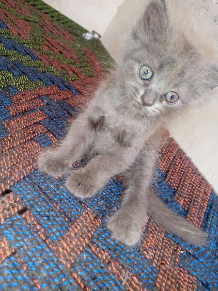 Male kitten(TOM)  for sale 1