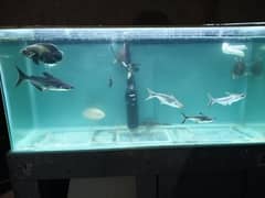 fishes with aquarium