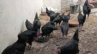 Australorp