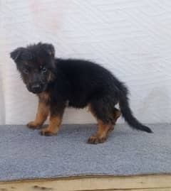 German longcoat puppies for sale. .