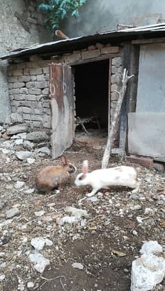 Brown and White Rabbits