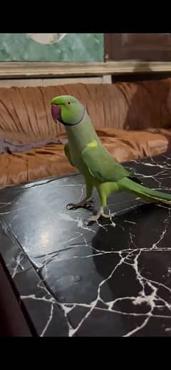 talking tame parrot