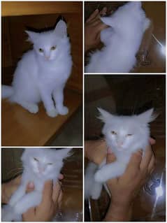 4Persian babies/triple coated/one month age/price will be adjusted