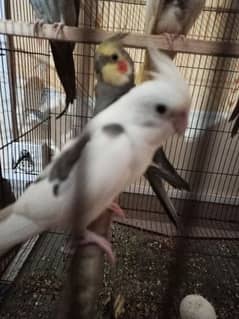 ENO Cockatiel Brider Pair Both Red eye