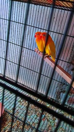 parsnata love bird fully breadar healthy active pair