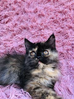 Persian female kitten for sale