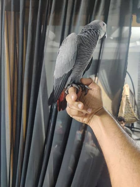 Grey Parrot Chicks / Hand tamed / Parrot / Grey Parot / Grey african 0