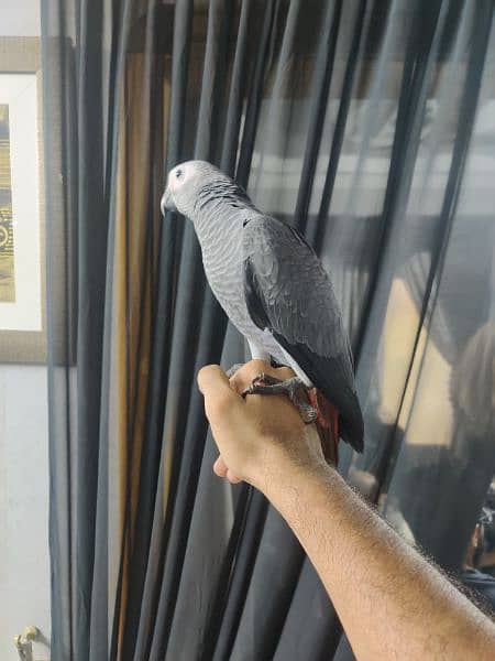 Grey Parrot Chicks / Hand tamed / Parrot / Grey Parot / Grey african 2