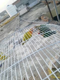 I am selling for love bird total 5 ha 2 pair ha