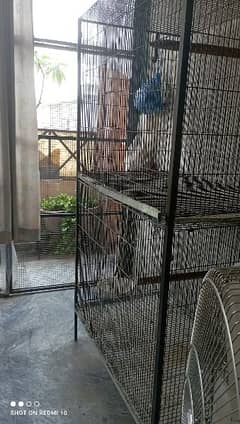 Raw / Ringneck/ Grey Cage For sale