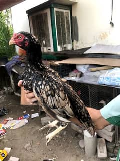 4 aseel hens for sale