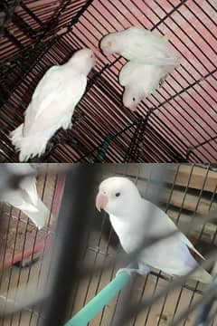 lover birds for sale 2 pair with dna