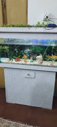 Fish Aquarium