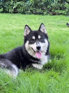 Siberian husky non pedigree breeder male.