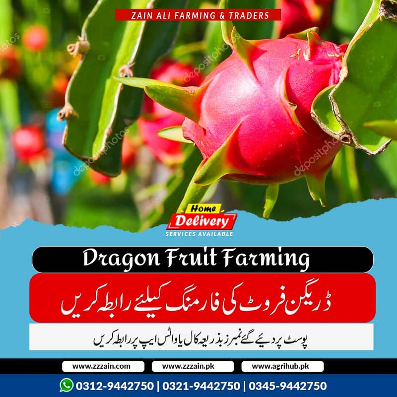 We Have different types of Dragon fruits plants & Seeds Location Laho 0