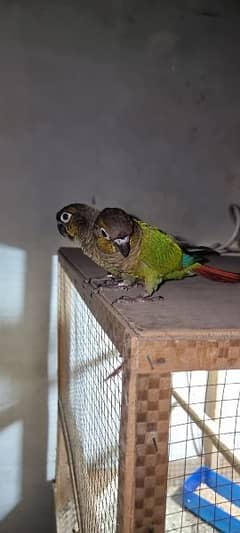 Green chick conure pair for sale