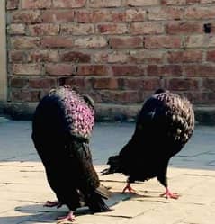 Black Hasein chicks