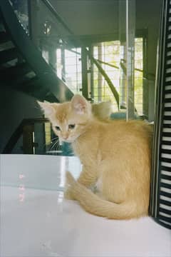 Half-persian, tiger print, 4 month old kitten