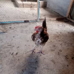 Hens for sale