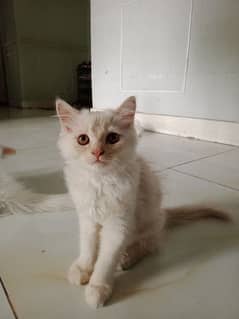 Blue Eyes Male and Light Brown Male Triple Coated Persian kitten