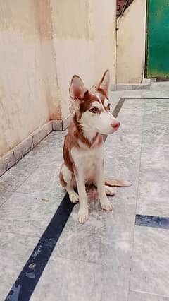 Male huskey puppy