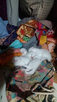 white Persian kittens for sale