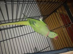 Raw parrot male for sale