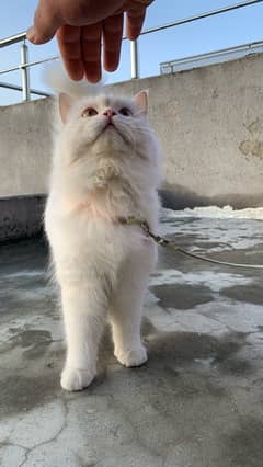 Persian cat triple coated odd eyes with one little kitten