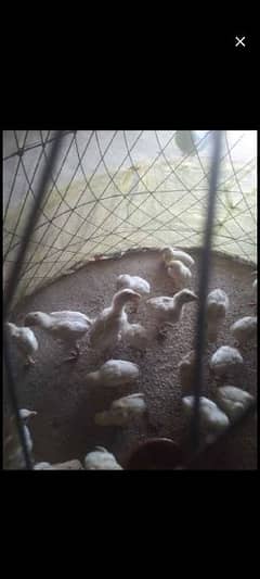 white heera chicks available for urgent sale