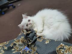 white Punch Face Persian kitten Male 3 month old