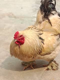 king shamo hen eag laying urgent sale bhatma male