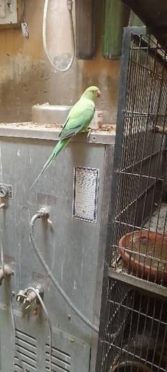 parrot for sale