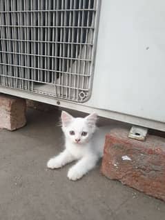 kittens for sale, cat for sale, white, black