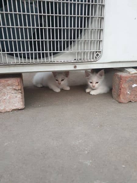 kittens for sale, cat for sale, white, black 1