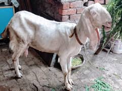 My Rajanpuri Bakri Goat For Sale

only Rs. 54900/-