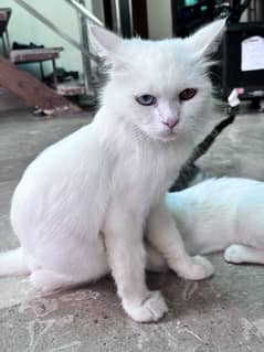 ODD EYES persian double coat female cat