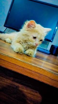 Persian kitten for Sale