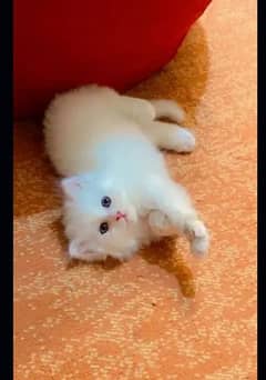trained kitten well play cat for sale babies.   03154180178