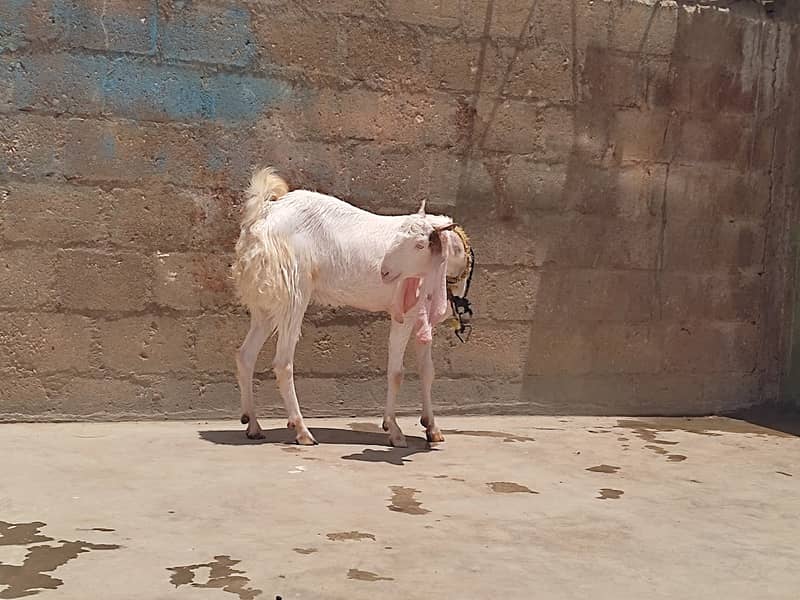 gulabi bakri for sale contact only whatsapp 3