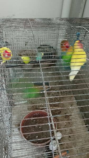 Love Bird Complete setup for sale 0