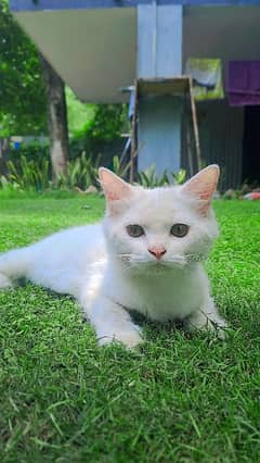 white bombay kitten American  breed