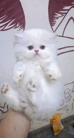 High Quality Persian kittens