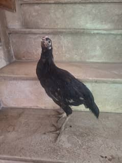 Aseel hens pathiyan female for sale 0