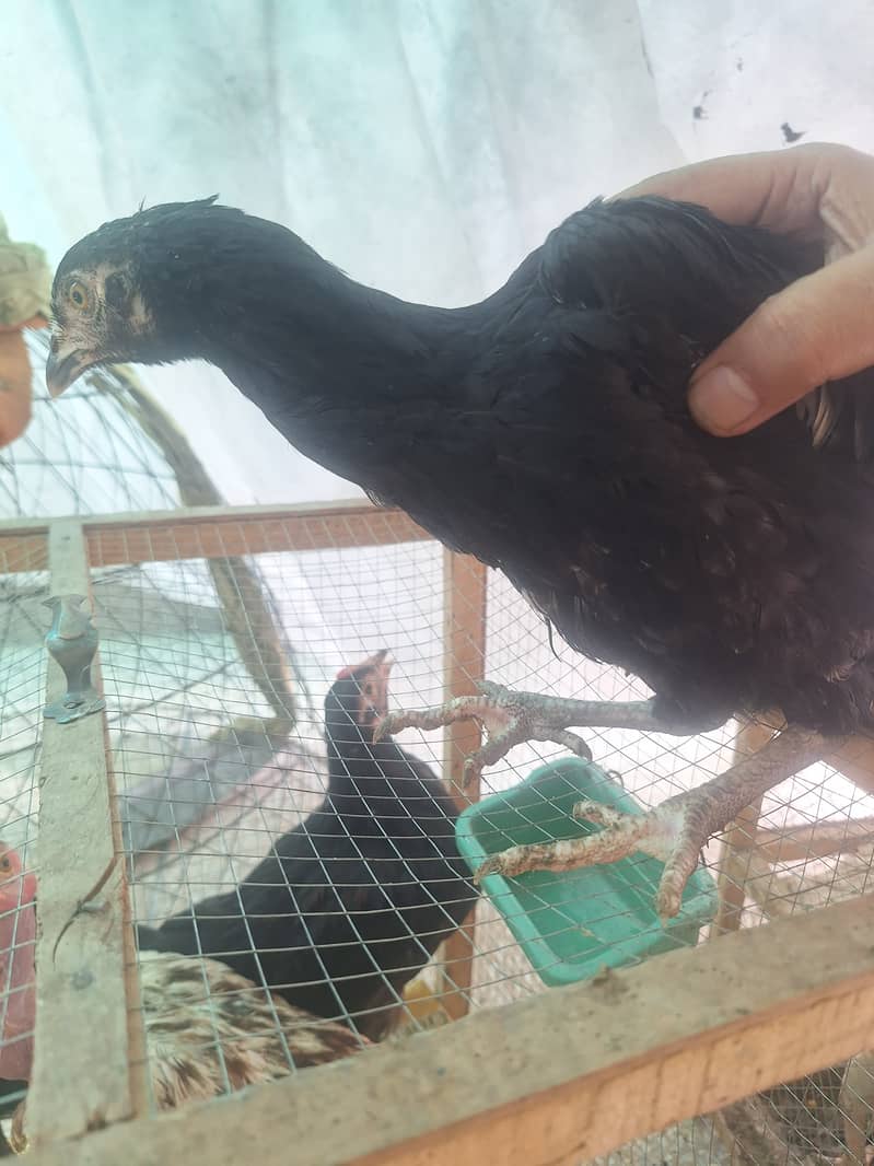 Aseel hens pathiyan female for sale 4